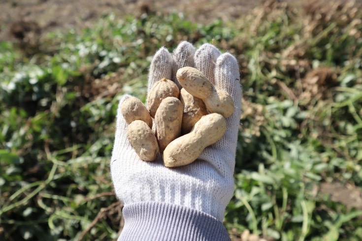 落花生